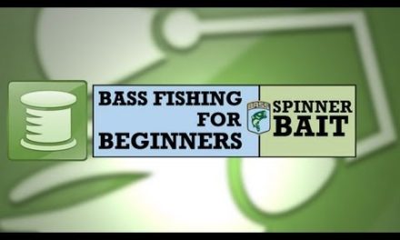 Bass Fishing for Beginners: Spinnerbait
