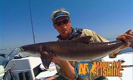 Addictive Fishing | Tampa Bay Inshore Fishing for Redfish and Cobia on a Stingray