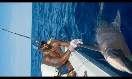 Shark Fishing with NFL Linebacker Sam Barrington – 4K
