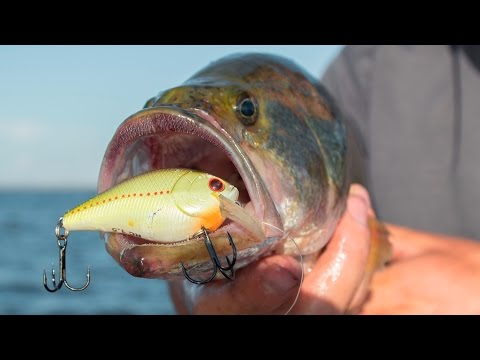 LakeForkGuy – Why You Should Be Fishing Crankbaits