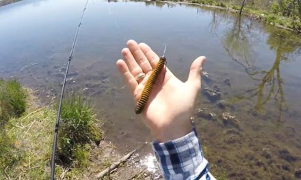 Bass Pond Spring Spawning Tactics