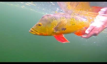 Clear Water Peacock Bass Fishing — Miami Florida