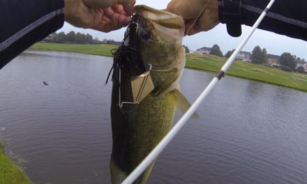 Crushing HAWGS on Buzzbaits at a Golf Course Pond