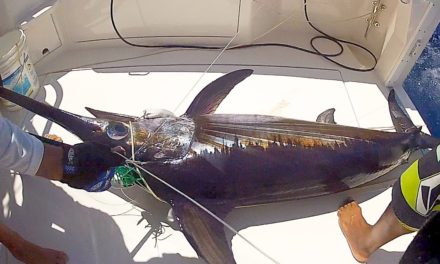 BlacktipH – Deep Ocean Swordfish