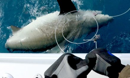 Giant 500lb Bull Shark and Vertical Jigging for Jack Crevalles