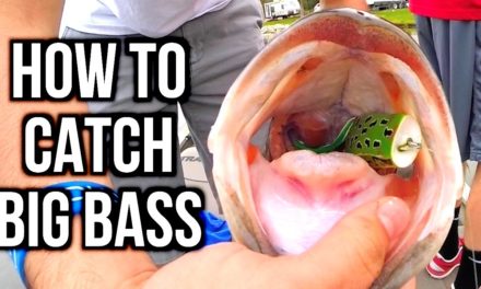 – How to Catch BIG Bass – Bass Fishing Tips