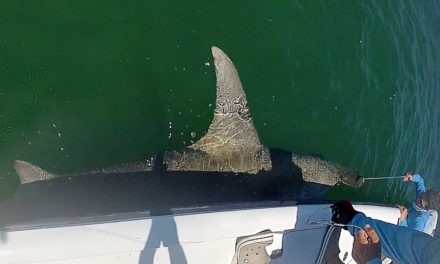 Huge Florida Keys Hammerhead Shark