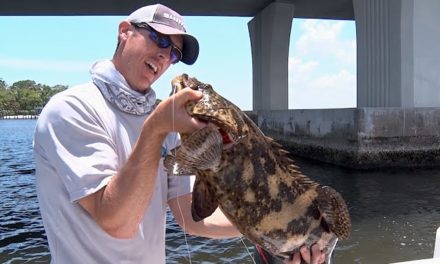 Mutant Goliath Bass Groupers Destroy Tackle