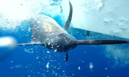 The Obsession of Carter Andrews – Panama Black Marlin: Episode 303