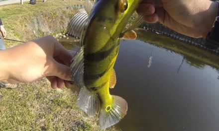 Peacock Bass Fishing Florida Canals