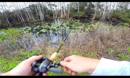 Roadside Canal Fishing in The Everglades