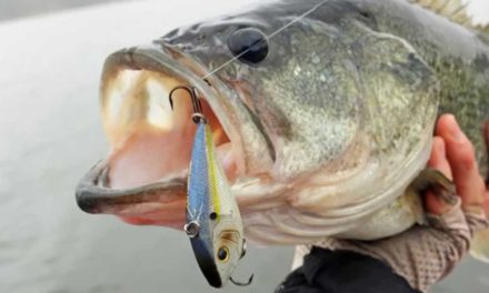 – Search Baits for Clear Water Bass Fishing – How to Catch Bass – Spring Largemouth Fishing Tips