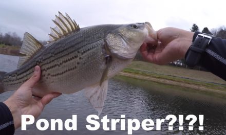 Striped Bass Caught from a Pond WTF?!