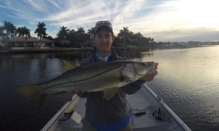 – Topwater snook and jack