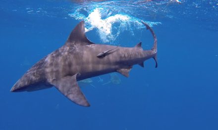 BlacktipH – Fun Day with the Bull Sharks