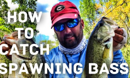 FlukeMaster – How to Fish the Bass Spawn – Amazing Details about Bass Fishing