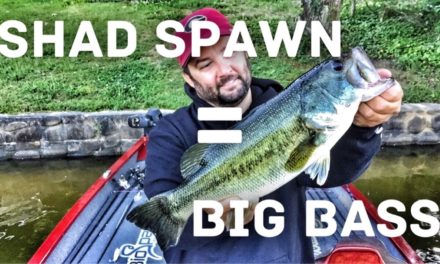 FlukeMaster – How to Fish the Shad Spawn for Largemouth Bass