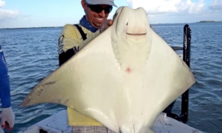 BlacktipH – Monster Cownose Ray, Snook, Trout and More – ft. Outlaw, LakeForkGuy and Redneck Circus