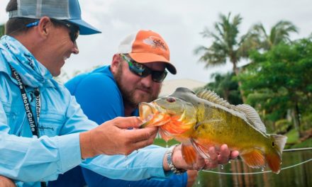 Reel Time Florida Sportsman – Peacock Bass and Clown Knife Fish – Season 5, Episode 4 – RTFS