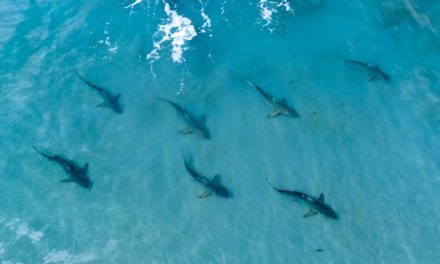 BlacktipH – Awesome Blacktip Drone Footage and Fishing for Blacktips – ft. Layne Norton