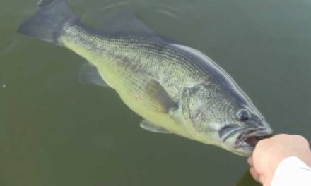 – Carolina Rig Bass Tips – How to Fish a Carolina Rig in the Summer – Intermediate Bass Fishing Tip