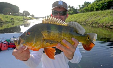 BlacktipH – Fishing for Clown Knife Fish and Peacock Bass