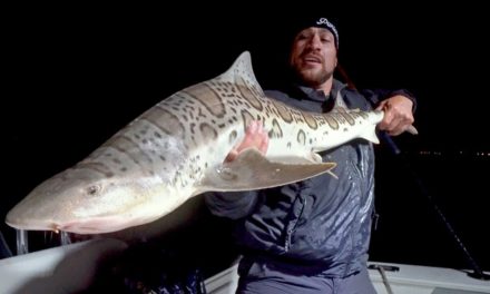 BlacktipH – Fishing for Leopard Sharks with UFC Fighter Tito Ortiz in California – 4K