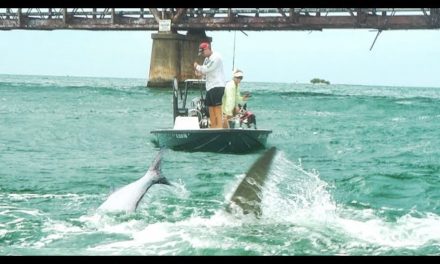 Scott Martin VLOG – Giant Hammerhead Shark eats JonB’s TARPON – Underwater Footage – Ft. LunkersTV