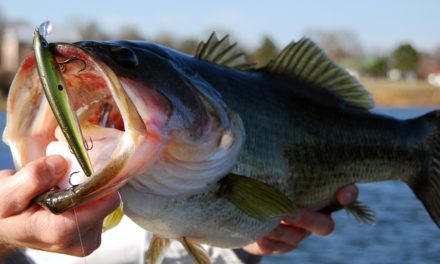 – How to Catch Largemouth Bass – Winter Jerkbait Bass Fishing Tips – Lake Fork Bass Fishing Report