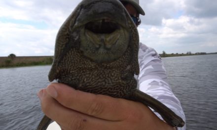 Lawson Lindsey – Strange Exotic Fish Caught While Fishing