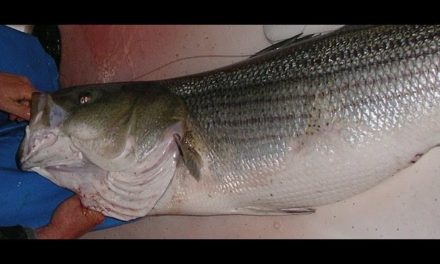 – Striped Bass Fishing with Live Eels on a 3-Way Rig
