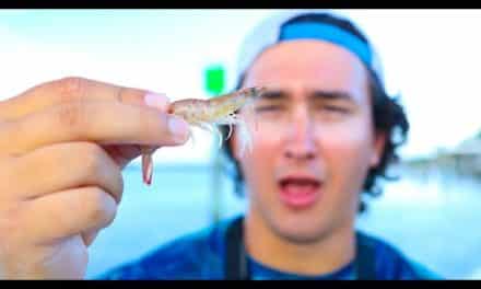 Lawson Lindsey – Live Shrimp Challenge (Loser EATS Live Shrimp!)