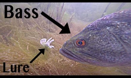 Bass Attack Lures GoPro Footage | Underwater Bass Fishing