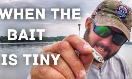 FlukeMaster – Bass Fishing – How to Fish for Bass when the Baitfish are Tiny