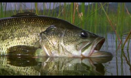 Bass Fly Fishing By Todd Moen
