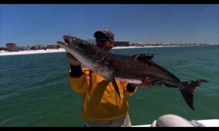 Cobia Fishing Destin Florida with the DOA Swimming Mullet