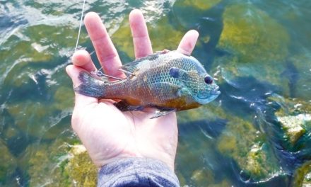 Lunkers TV – Fishing with a Live Bluegill
