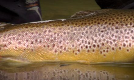Dan Decible – Fly Fishing – Once in a Blue Moon 60sec promo