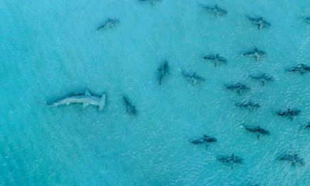 BlacktipH – Giant Hammerhead Sharks Hunting Blacktip Sharks – 4K