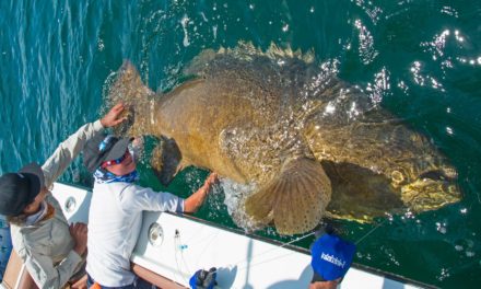 BlacktipH – Josh gets Line Burn from Giant Grouper! – ft. Chew On This