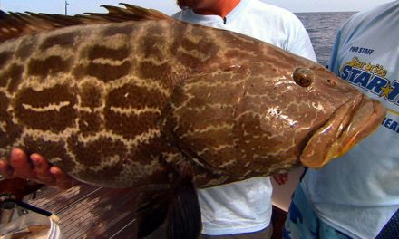 MONSTER GROUPER fishing in the Dry Tortugas National Park