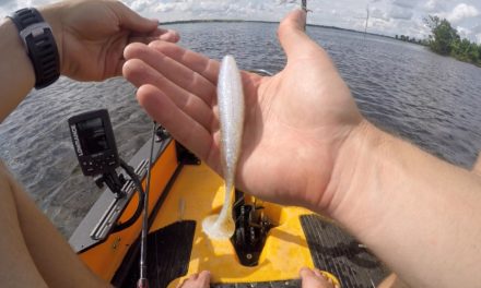 LakeForkGuy – New Swimbaits and Schooling Bass