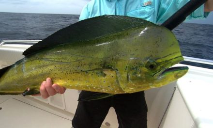Addictive Fishing | Offshore Fishing Dorado Mahi Mahi and Yellowfin Tuna off Venice Louisiana