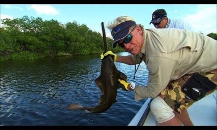 Addictive Fishing | Sawfish Catch and Release Snook Fishing Florida Everglades National Park