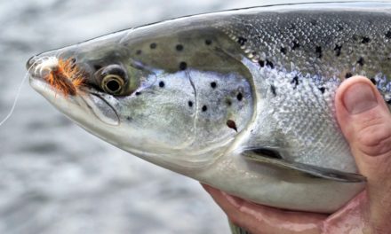Dan Decible – Scanout.com // The Hunt :: Salmon fishing