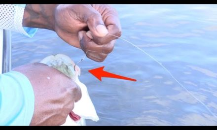 The Fastest Way To Remove A Circle Hook From A Fish’s Mouth