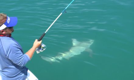 Addictive Fishing | Tripletail and Bull Shark Fishing in Islamorada Florida