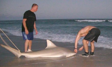 BlacktipH – Bull Shark caught from Florida Beach