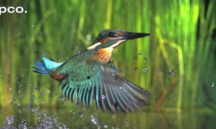 Dan Decible – Fishing Kingfisher in slow motion II