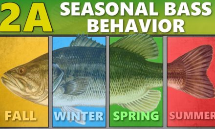 INTERMEDIATE GUIDE to BASS FISHING: 2A – Seasonal Bass Behavior